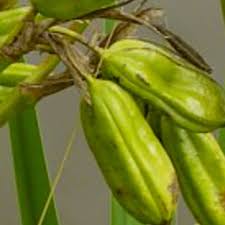 Attēlu rezultāti vaicājumam “Iris pseudacorus fruit”