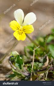 Attēlu rezultāti vaicājumam “Viola tricolor subsp. curtisii bud”
