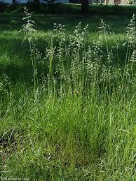 Attēlu rezultāti vaicājumam “Poa pratensis fruit”