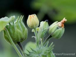 Attēlu rezultāti vaicājumam “Armeria vulgaris bud”