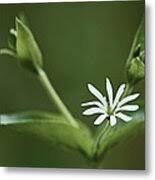 Attēlu rezultāti vaicājumam “Stellaria nemorum flower”