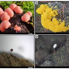 Attēlu rezultāti vaicājumam “Comatricha nigra young”