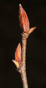 Attēlu rezultāti vaicājumam “Carpinus betulus female flower”