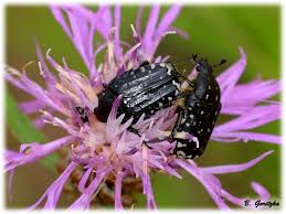 Attēlu rezultāti vaicājumam “Oxythyrea funesta”