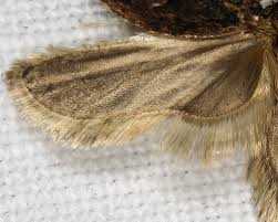 Attēlu rezultāti vaicājumam “Agonopterix ciliella imago”