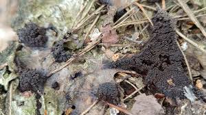 Attēlu rezultāti vaicājumam “Symphytocarpus flaccidus sessile”