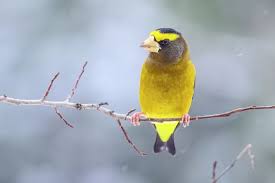 Image result for Hesperiphona vespertina