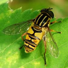 Attēlu rezultāti vaicājumam “Helophilus sp.”