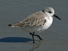 Attēlu rezultāti vaicājumam “Calidris alba”