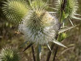 Image result for Dipsacus silvestris