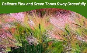 Attēlu rezultāti vaicājumam “Hordeum jubatum”