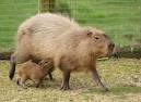 ZooBorns: CAPYBARA