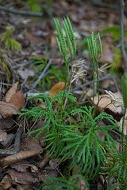 Attēlu rezultāti vaicājumam “Lycopodium dubium”