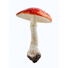 Attēlu rezultāti vaicājumam “Amanita muscaria”