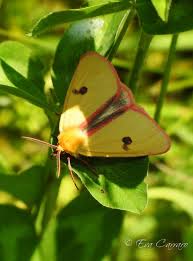 Attēlu rezultāti vaicājumam “Diacrisia sannio female”