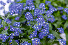 Attēlu rezultāti vaicājumam “Myosotis”