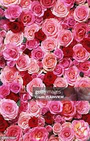 Image result for FOTO ROSA