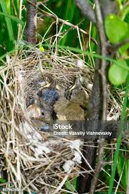 Attēlu rezultāti vaicājumam “Phylloscopus trochilus nest”