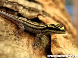 Attēlu rezultāti vaicājumam “Lycogala convexum young”