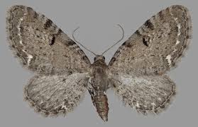 Attēlu rezultāti vaicājumam “Eupithecia tenuiata”