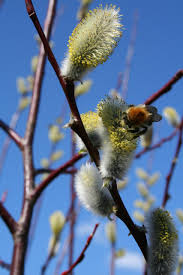 Attēlu rezultāti vaicājumam “Salix daphnoides”
