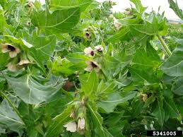 Attēlu rezultāti vaicājumam “Hyoscyamus niger”