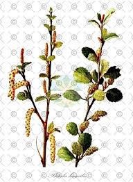 Attēlu rezultāti vaicājumam “Betula humilis”