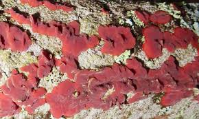 Attēlu rezultāti vaicājumam “Cytidia salicina”