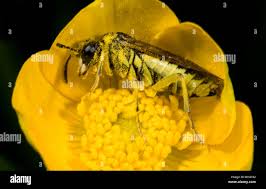 Attēlu rezultāti vaicājumam “Rhogogaster picta”