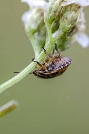 Attēlu rezultāti vaicājumam “Graphosoma lineatum nymph”
