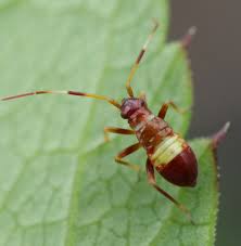 Attēlu rezultāti vaicājumam “Closterotomus biclavatus nymph”