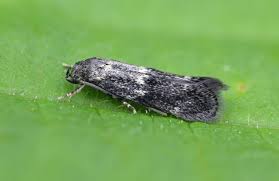 Attēlu rezultāti vaicājumam “Elachista maculicerusella”