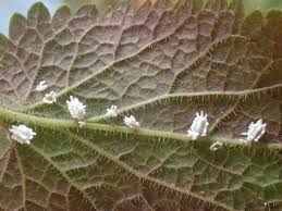 Attēlu rezultāti vaicājumam “Orthezia urticae”