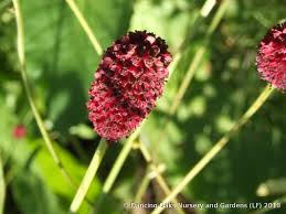 Attēlu rezultāti vaicājumam “Sanguisorba officinalis flower”