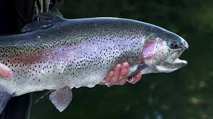 Image result for Oncorhynchus mykiss