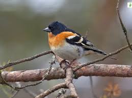 Attēlu rezultāti vaicājumam “Fringilla montifringilla”