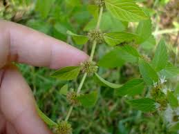 Attēlu rezultāti vaicājumam “Mentha arvensis bud”