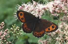 Attēlu rezultāti vaicājumam “Erebia ligea”