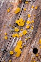 Attēlu rezultāti vaicājumam “Symphytocarpus flaccidus young”