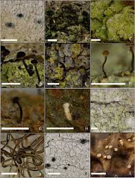 Attēlu rezultāti vaicājumam “Chaenotheca brachypoda”