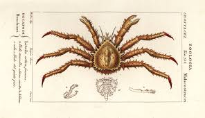 Image result for Lithodes maja