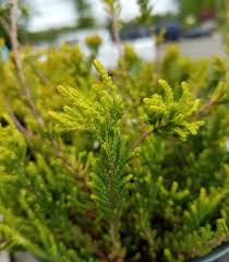 Attēlu rezultāti vaicājumam “Calluna vulgaris leaf”
