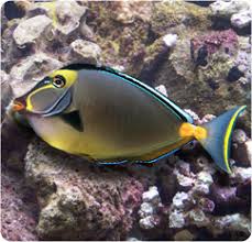 Image result for Naso lituratus