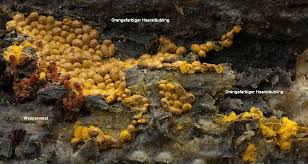 Attēlu rezultāti vaicājumam “Trichia scabra sessile”