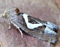 Attēlu rezultāti vaicājumam “Epiblema foenella”