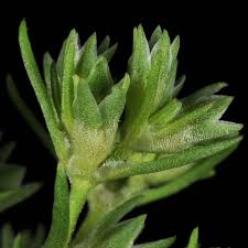Attēlu rezultāti vaicājumam “Scleranthus annuus flower”