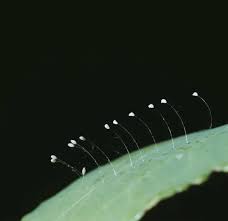 Attēlu rezultāti vaicājumam “Chrysopidae eggs”