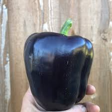 Afbeeldingsresultaat voor purple beauty sweet pepper
