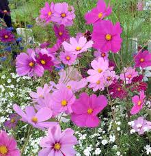 Image result for Cosmos bipinnatus