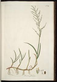 Attēlu rezultāti vaicājumam “Glyceria fluitans”